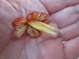 Hygrocybe acutoconica image