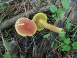 Boletus harrisonii image