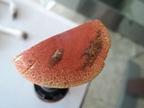 Boletus harrisonii image