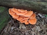 Laetiporus cincinnatus image