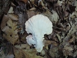 Laetiporus cincinnatus image