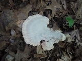 Laetiporus cincinnatus image