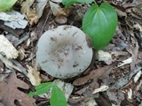 Russula modesta image