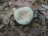 Russula modesta image