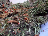 Cladonia macilenta image