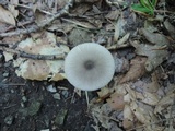 Volvariella murinella image