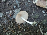 Volvariella murinella image