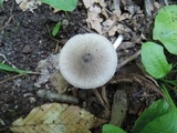 Volvariella murinella image