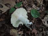 Russula vinacea image