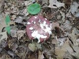 Russula vinacea image