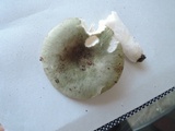 Russula heterophylla image