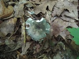 Russula redolens image