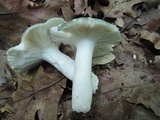 Russula redolens image