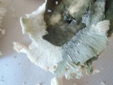 Russula redolens image