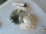 Russula redolens image