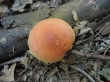 Gymnopilus liquiritiae image