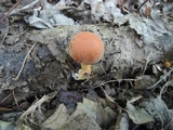 Gymnopilus liquiritiae image