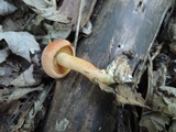 Gymnopilus liquiritiae image