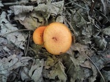 Gymnopilus liquiritiae image