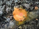 Gymnopilus liquiritiae image