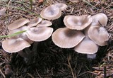 Clitocybe foetens image