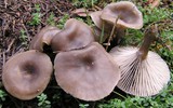 Clitocybe foetens image