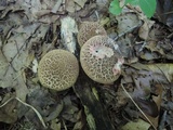 Boletus chrysenteron image