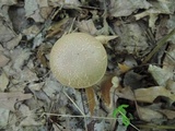 Boletus chrysenteron image