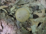 Boletus chrysenteron image