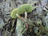 Boletus chrysenteron image