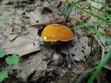 Gyroporus castaneus image