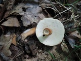 Gyroporus castaneus image