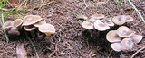 Clitocybe foetens image