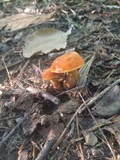 Gyroporus castaneus image
