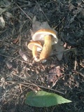 Gyroporus castaneus image