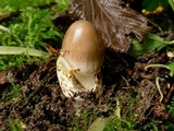 Amanita olivaceogrisea image
