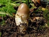 Amanita olivaceogrisea image