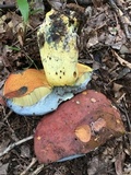 Boletus subluridellus image