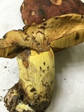 Boletus subluridellus image