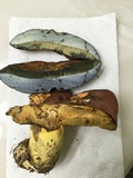 Boletus subluridellus image