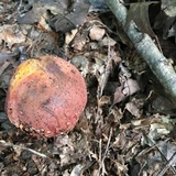 Boletus subluridellus image