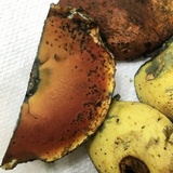 Boletus subluridellus image