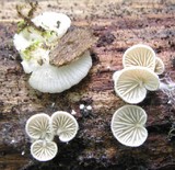 Clitopilus hobsonii image