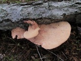 Hapalopilus nidulans image