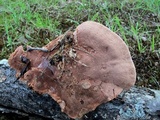 Hapalopilus rutilans image