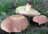 Lanmaoa pseudosensibilis image