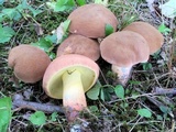 Lanmaoa pseudosensibilis image