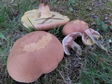 Lanmaoa pseudosensibilis image