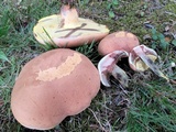 Lanmaoa pseudosensibilis image