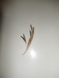 Claviceps purpurea image